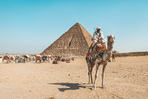 Cairo, Egypt. May 17, 2021: evil bedouin and many camels rest on the sand in the desert in Africa against the backdrop of the great pyramid. Camels for riding tourists.