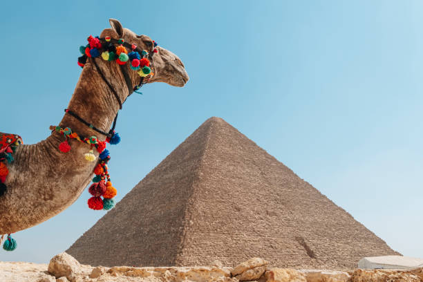 a beautiful camel stands against backdrop of the great pyramid of giza - khafre imagens e fotografias de stock