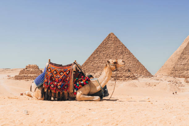 camel and bedouins rest on the sand in desert in africa against the backdrop of the great pyramid. camels for riding tourists. - pyramid of mycerinus pyramid great pyramid giza imagens e fotografias de stock