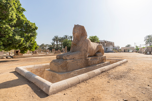 The alabaster sphinx of Amun-Ofis II at the ancient Egyptian capital of Memphis in northern Egypt. The statue is four and a half metres high and eight metres long.