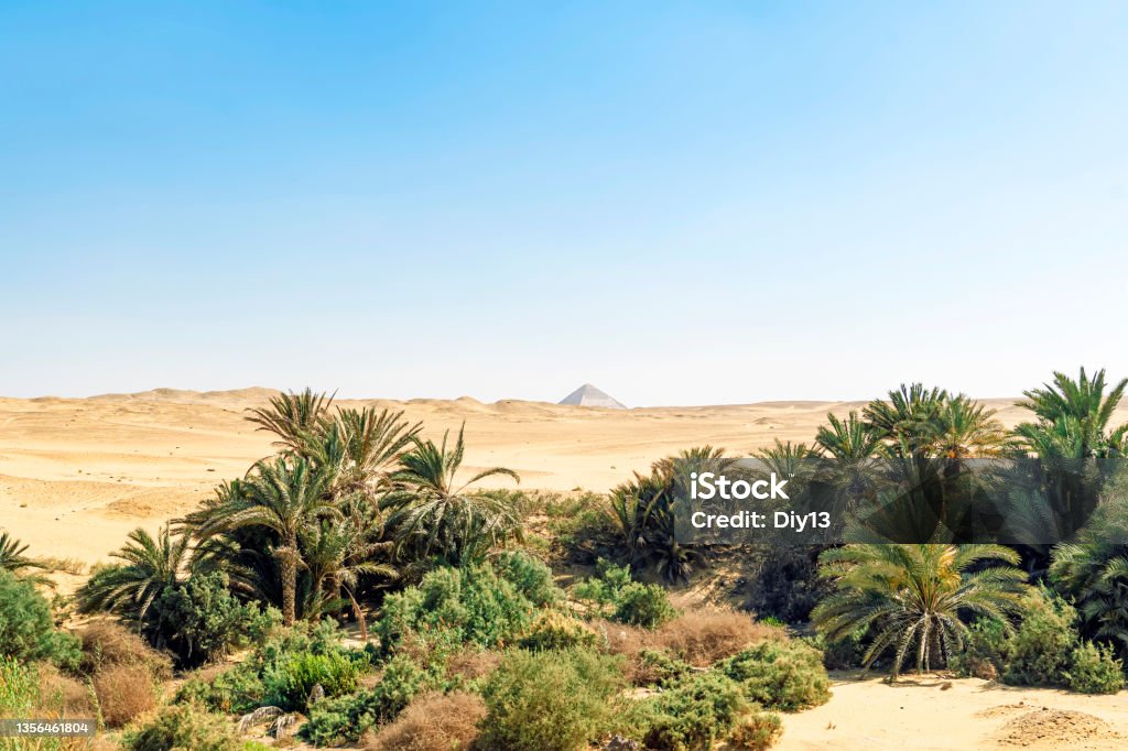 Date palm trees and the sand dunes background the pyramid of Snefru in the Dahshur valley near from Giza and Cairo Egypt. Date palm trees and the sand dunes background the pyramid of Snefru in Dahshur valley near from Giza and Cairo Egypt. Desert Oasis Stock Photo