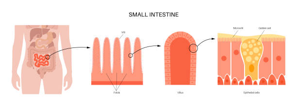 illustrations, cliparts, dessins animés et icônes de anatomie de l’intestin grêle - intestin grêle humain