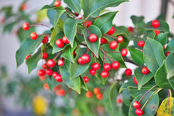 istock Ilex pedunculosa 1356462720