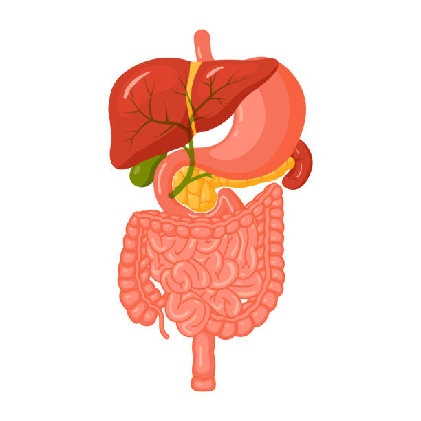 ilustrações, clipart, desenhos animados e ícones de conceito de sistema digestivo no estilo desenho animado, vetor - descending colon