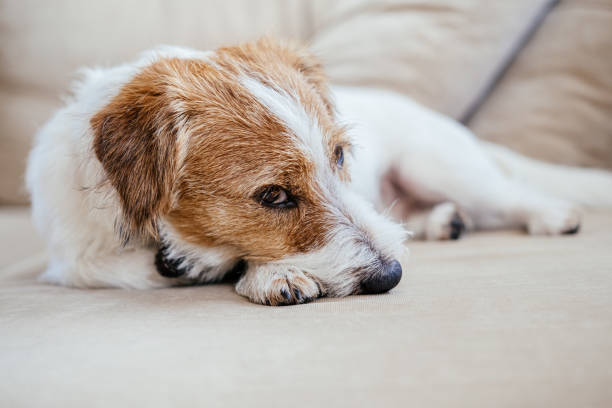 Purebred Jack Russell Terrier lying on the sofa and resting.