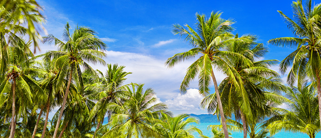 Palm trees panoramic view, beautiful tropical island beach panorama, green coconut palms leaves, turquoise sea water, ocean coast landscape, sun blue sky white cloud, summer holidays, vacation, travel