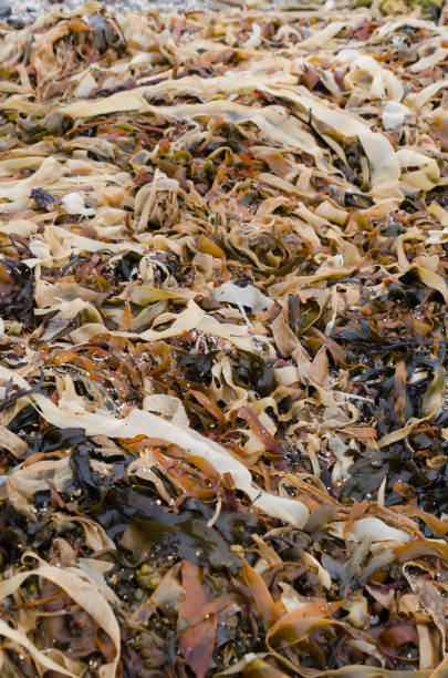 istock Brown and white seaweed. 1356468418