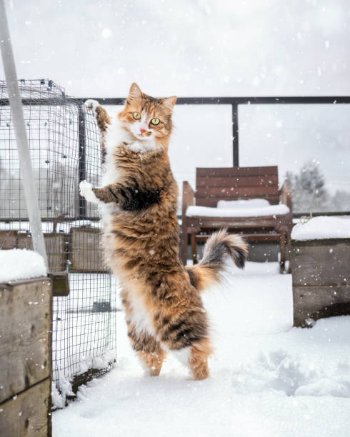 Cute female kitty discovered not liking cold snow on patio. She is trying desperately to get away from the fresh layer of snow.  Selective focus.
