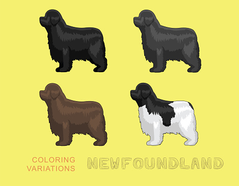 Dog Newfoundland Coloring Variations Cartoon Vector Illustration