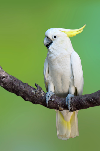 The Sulphur-crested Cockatoo (Cacatua galerita) perching on a branch on green background.