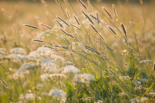 Timothy grass in summer meadow in sunset light