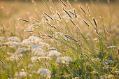 Timothy grass in summer meadow in sunset light