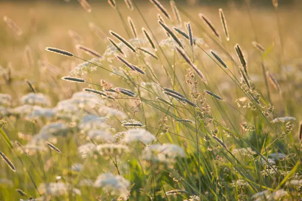 Photo of Timothy grass in summer meadow in sunset light
