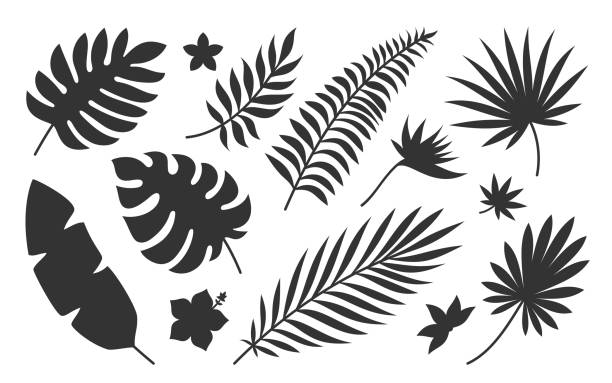 Tropical leaf flower plant black silhouette set Tropical leaf flower plant black silhouette set. Botanical stamp tattoo imprint badge pattern fabric cosmetic site spa. Palm branch exotic bird paradise flower hibiscus plumeria isolated on white tropical flower stock illustrations