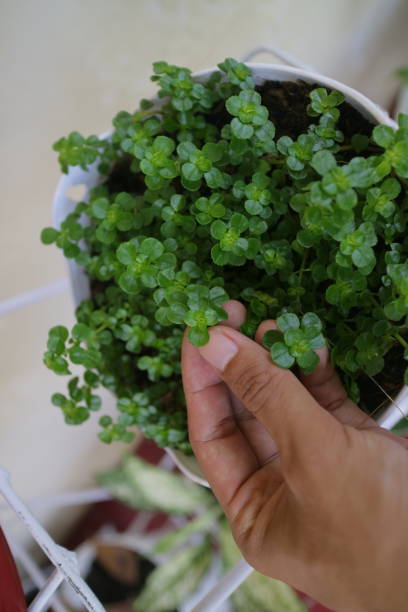 istock Green and fresh Clover plant in pot 1356484097