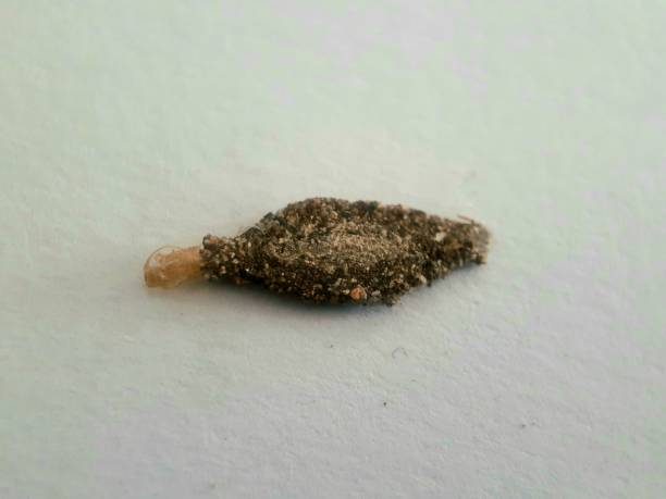istock Insect caterpillar in a cocoon 1356484361