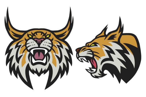 ilustrações, clipart, desenhos animados e ícones de bobcat lynx wildcat angry roaring logo esportes mascote vector ilustração definir coleção de pacotes premium - gato selvagem