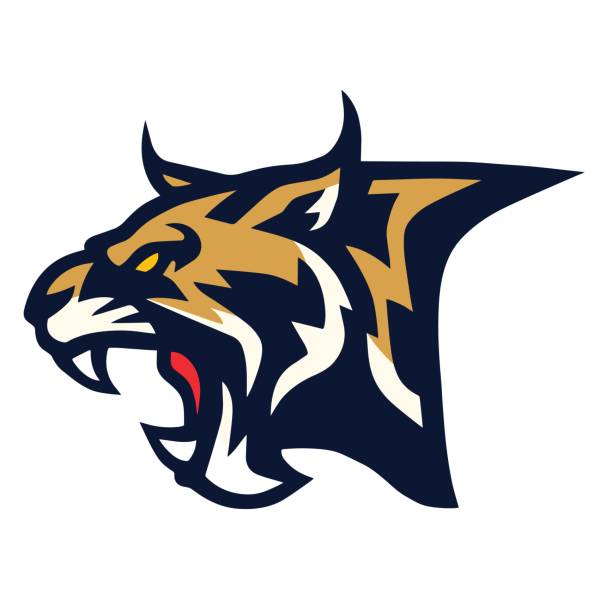 illustrations, cliparts, dessins animés et icônes de bobcat lynx wildcat angry roaring logo sports mascotte vector illustration icône - chat sauvage