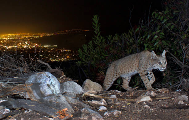 istock Bobcat Rises Above Santa Monica Bay 1356486218