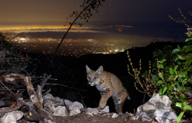 istock Bobcat emerges above a cloud-covered Los Angeles Bay. 1356486219