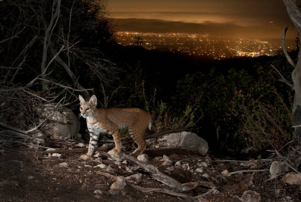 istock Bobcat Sees the Light above overcast Santa Monica Bay 1356486231