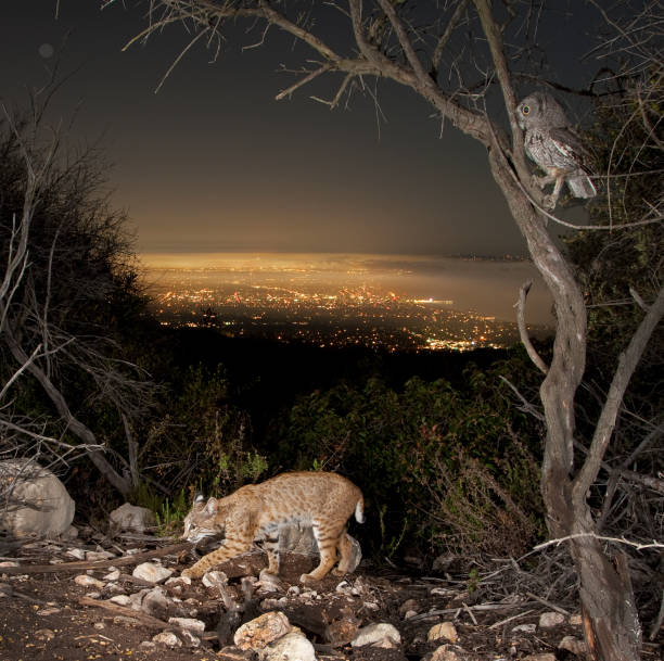 istock The Owl and the Bobcat 1356486237