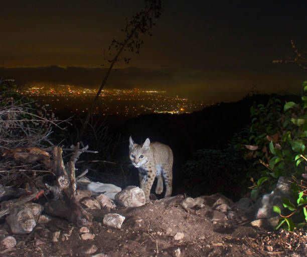 istock Bobcat Ascends Above a Cloudy Santa Monica Bay 1356486238
