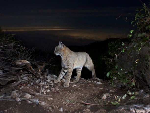 istock Bobcat Poses in Profile above Santa Monica Bay 1356486239