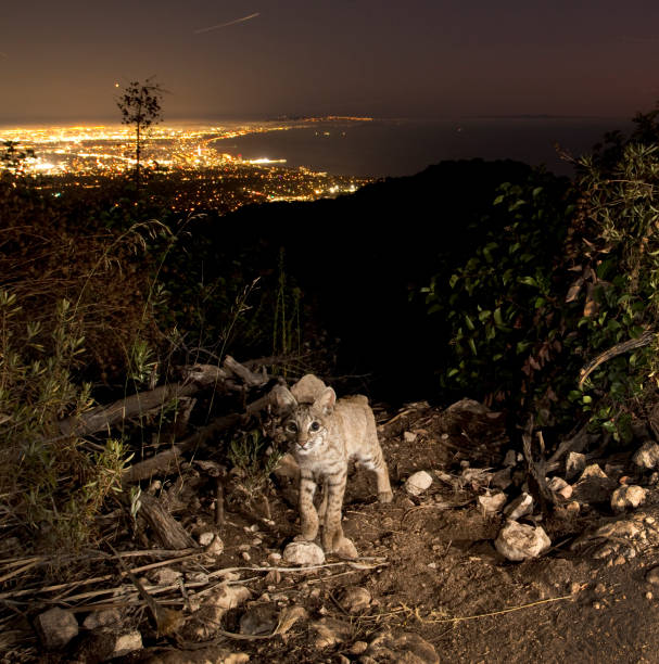 istock Young Bobcat Explores the World Above Los Angeles 1356486282