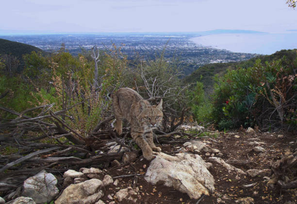 istock A Bobcat Hunkers Down Above Santa Monica Bay 1356486300