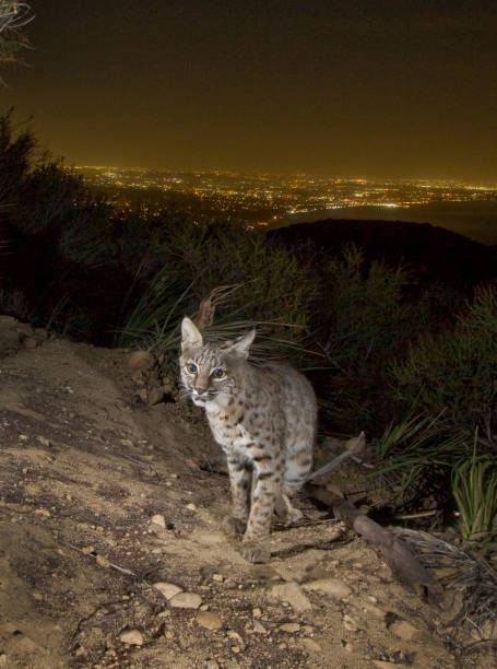 istock Bobcat Sends a Sweet Look above Los Angeles 1356486320