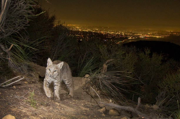 Bright-Eyed Bobcat Above Los Angeles