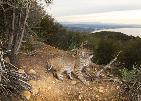 A cautious Bobcat explores the hills above Los Angeles.  Visible in the distance are the Santa Monica Pier, Los Angeles, the Palos Verdes Peninsula and the Pacific Ocean.