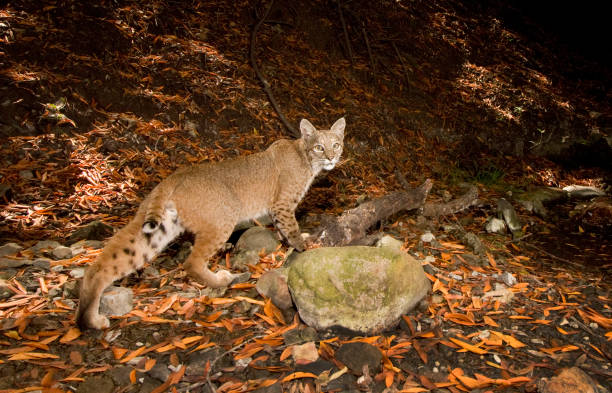 istock Bobcat stretches his legs in a Los Angeles Canyon 1356486395