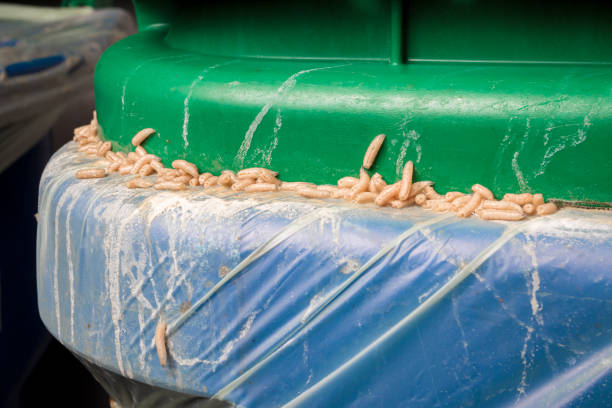 inwazja robaków w pojemniku na substancje organiczne, zielonym koszu lub kompoście. - garbage food compost unpleasant smell zdjęcia i obrazy z banku zdjęć