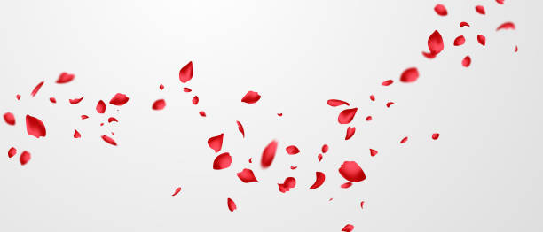 istock Red rose petals will fall on abstract floral background with gorgeous rose petal greeting card design. 1356488457