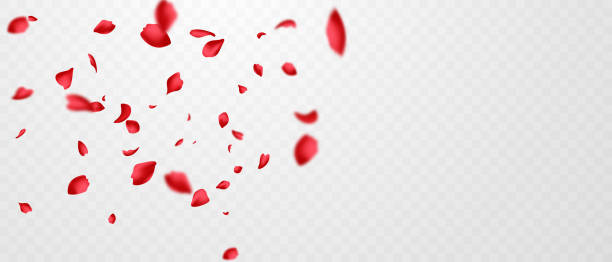 rote rosenblätter fallen auf abstrakten blumenhintergrund mit wunderschönem rosenblütenkarten-design. - blütenblatt stock-grafiken, -clipart, -cartoons und -symbole