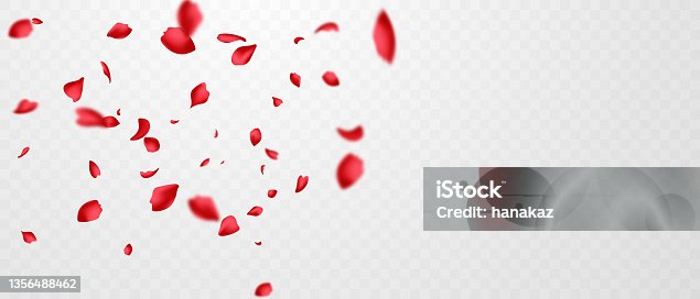istock Red rose petals will fall on abstract floral background with gorgeous rose petal greeting card design. 1356488462