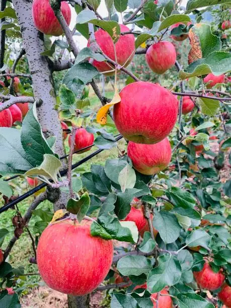 Apple Farm garden pick apples red green apple trees colorful beautiful in lida japan apple city in nagano