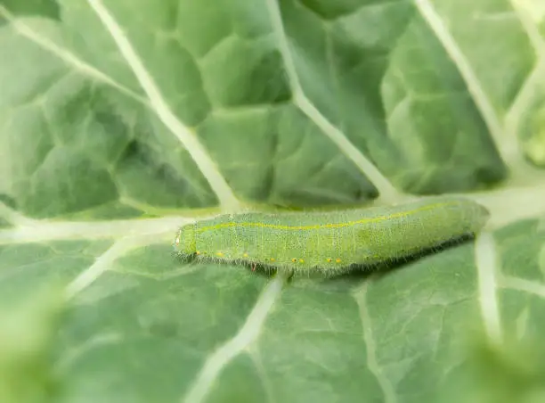 Cabbage butterfly or Pieris rapae on brassica. Macro of small green fuzzy caterpillar with yellow dots and stripes. Selective focus.