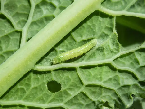Macro of tiny 1-5 days old yellow green caterpillar or larva feeding on a kale leaf. Garden pest for brassicas. Selective focus.