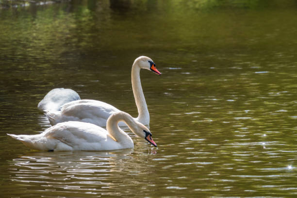 istock Two graceful white swans swim in the dark water. 1356490364
