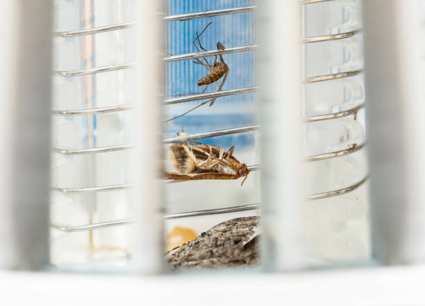 мертвые насекомые в электрическом жуке-заппере или убийце комаров, крупным планом. - bug zapper стоковые фото и изображения