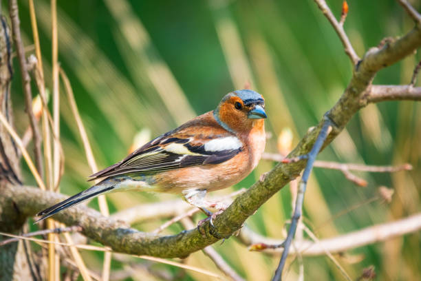 istock Common chaffinch, Fringilla coelebs, sits on a branch in spring on green background. Common chaffinch in wildlife. 1356496631
