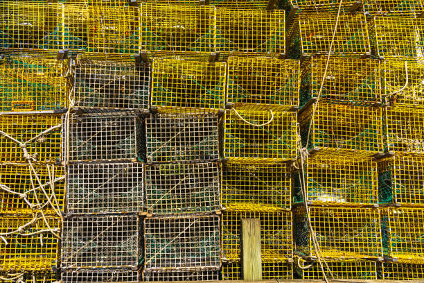 istock A wall of professional yellow lobster traps 1356496741