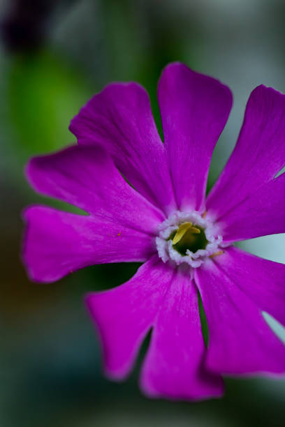 istock Silene dioica flower growing in meadow, close up shoot 1356496746