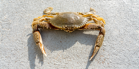 A little Jamaican sand crab