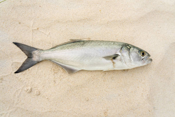 Bluefish caught in the ocean on beach sand on  Melbourne Beach, Florida