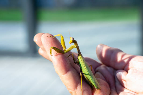 istock Green praying mantis on a man's palm 1356497288