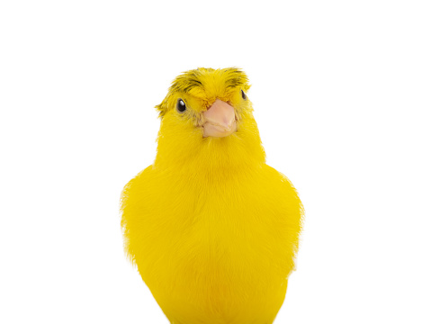 portrait crested canary isolated on white background